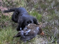 grouse11 grouse11